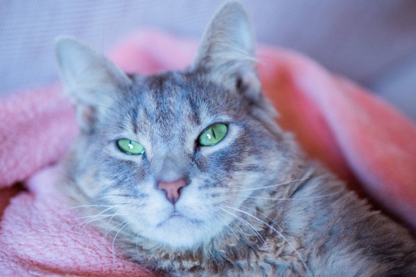 Pet example