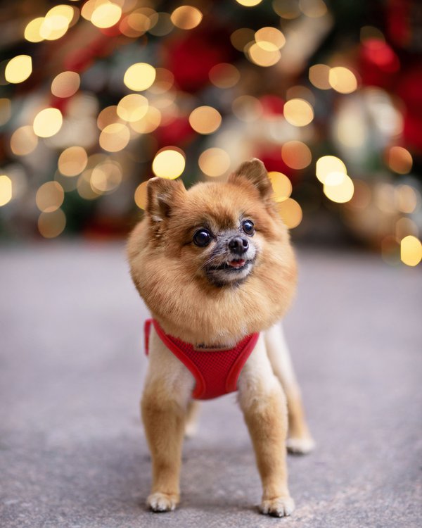 Pet example