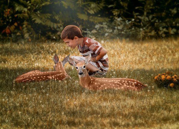 Pet example