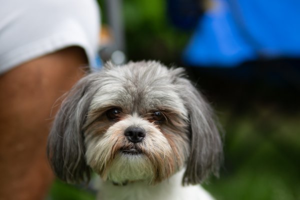 Pet example