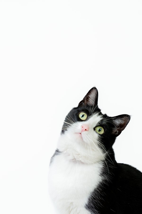 Pet example
