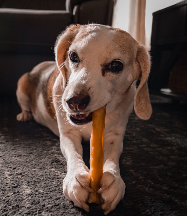 Pet example