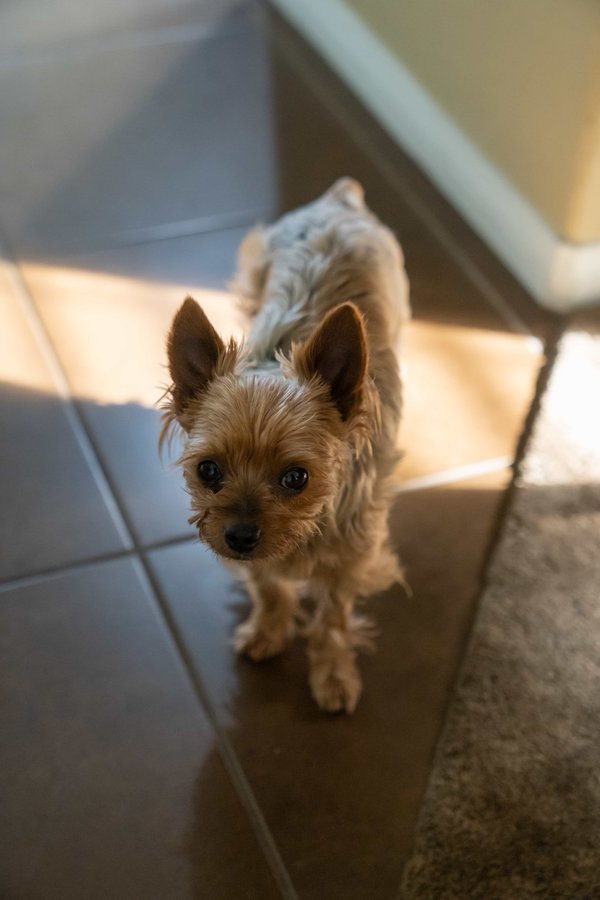 Pet example