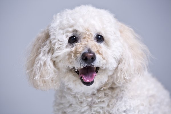 Pet example