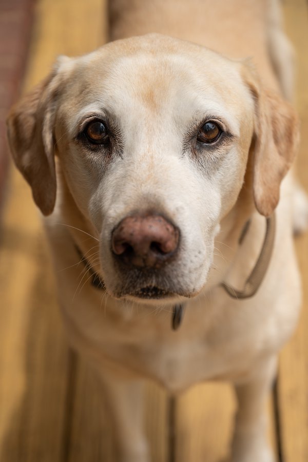 Pet example