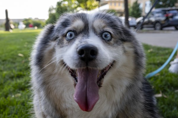 Pet example