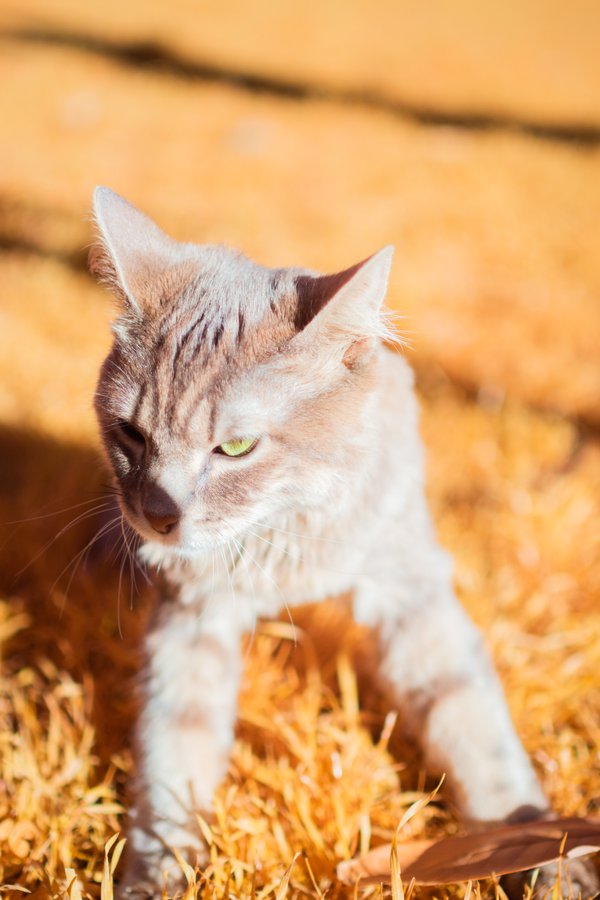 Pet example