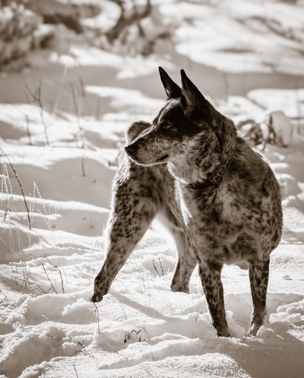 Pet example