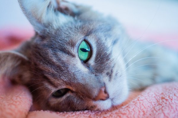 Pet example