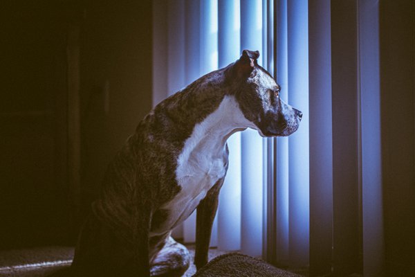 Pet example