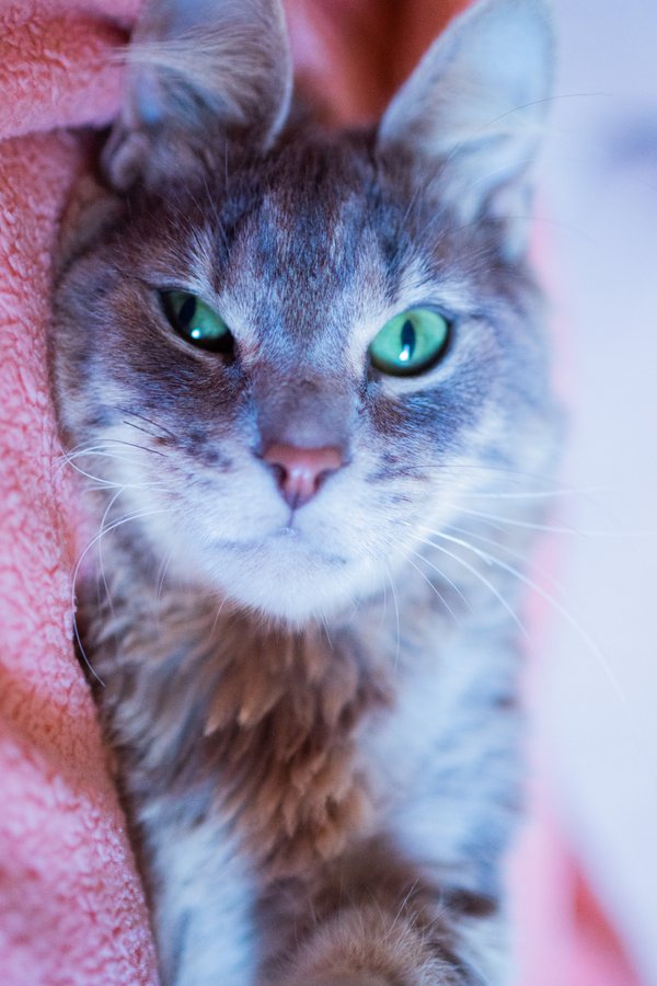 Pet example