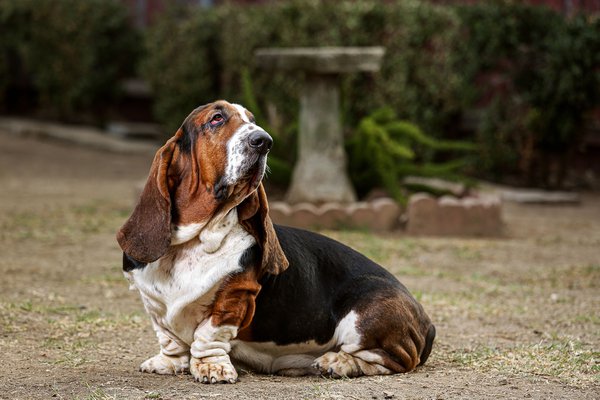 Pet example