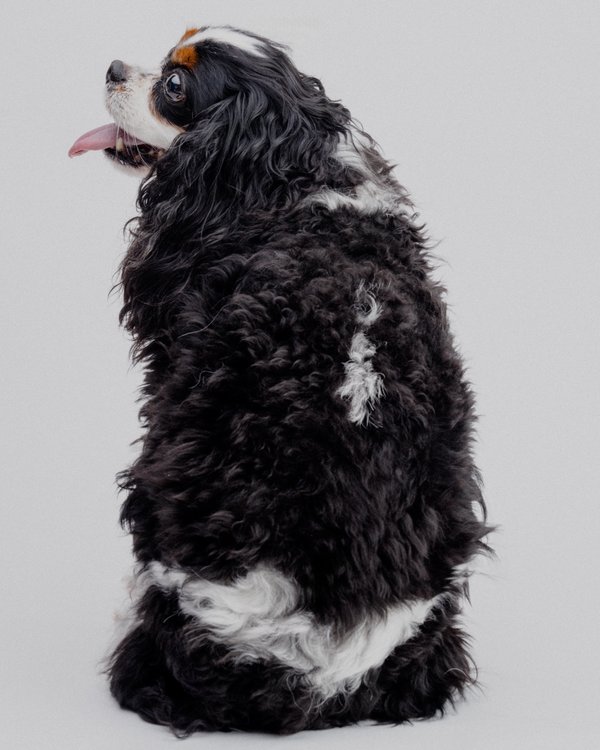 Pet example