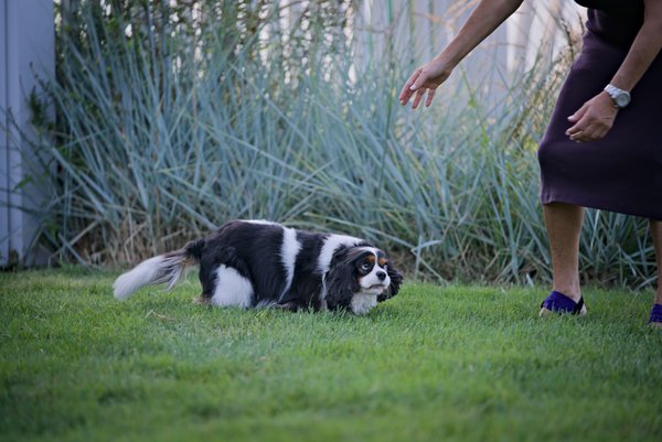 Pet example