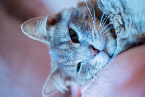 Pet example