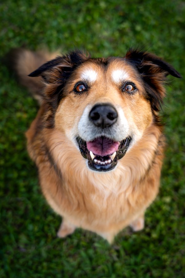 Pet example