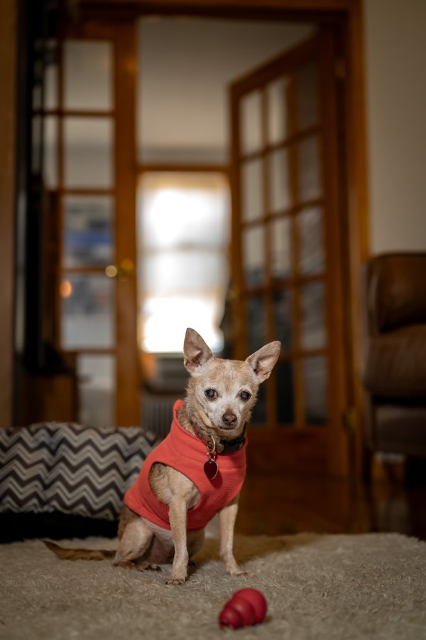 Pet example