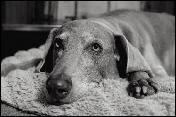 Pet example
