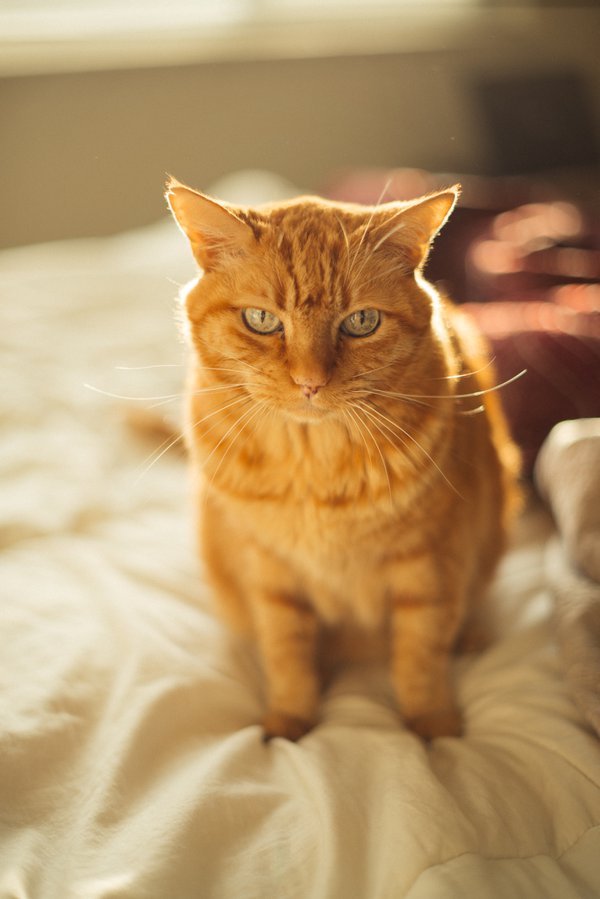 Pet example