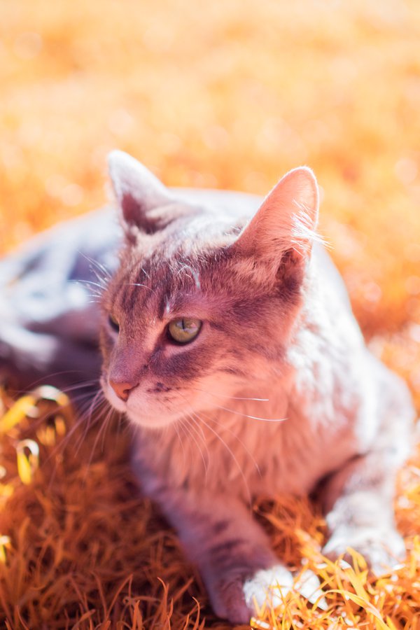 Pet example