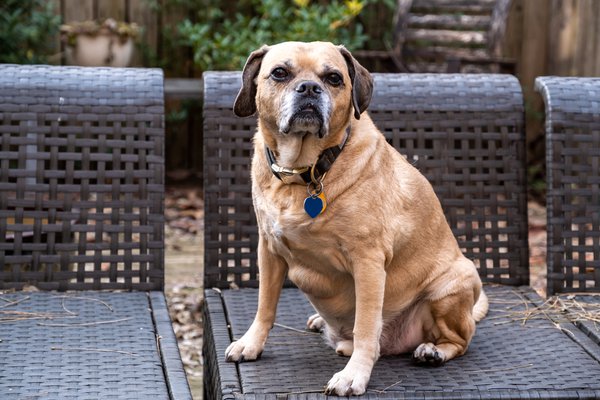 Pet example