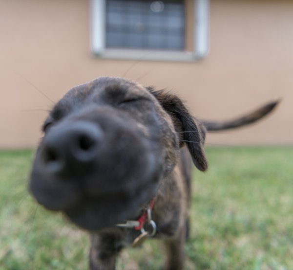 Pet example