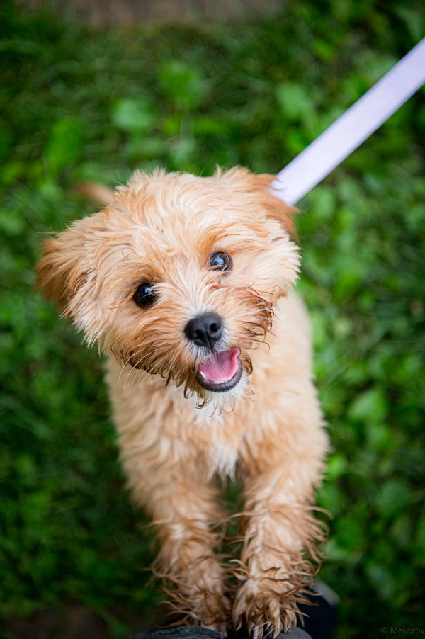 Pet example