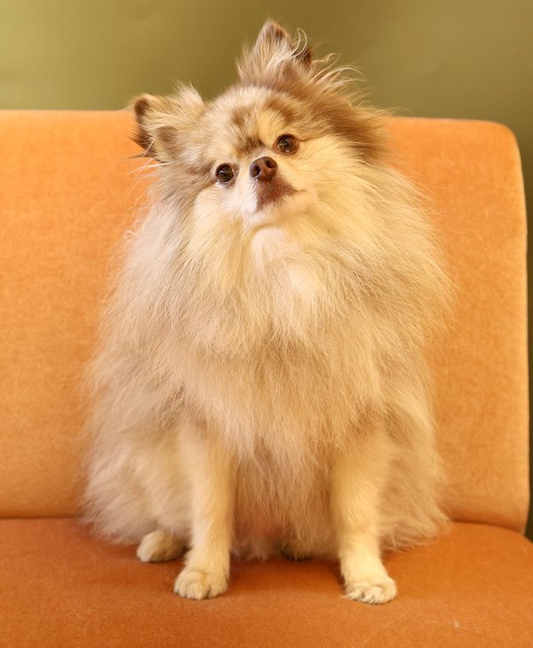 Pet example