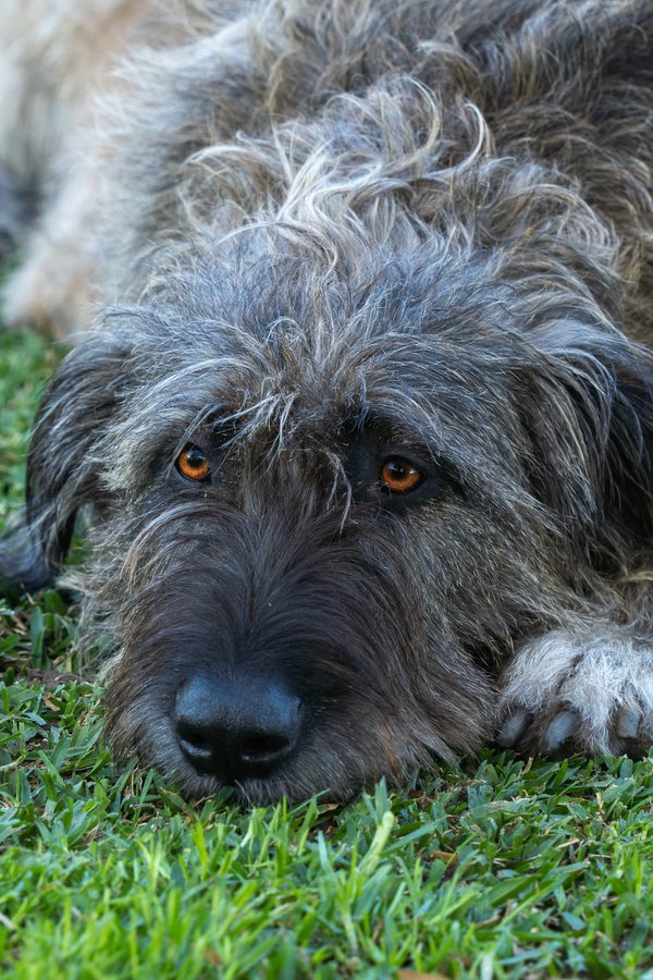 Pet example