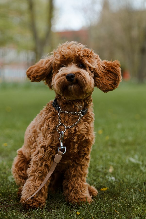 Pet example