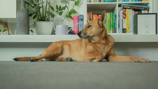 Pet example