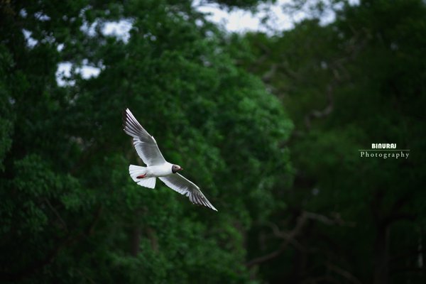 Other example