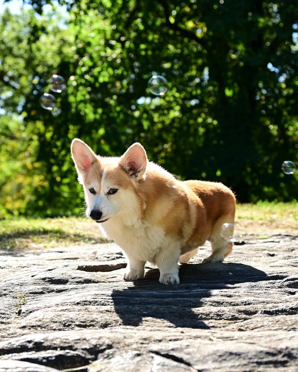A corgi standing on a sunlit rock