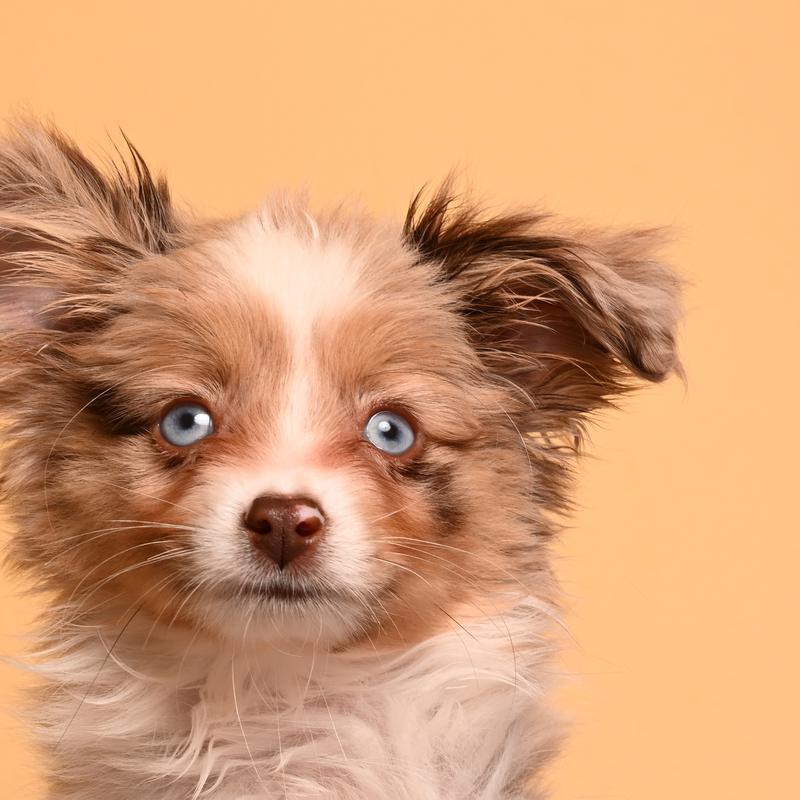 A fluffy brown and white puppy with blue eyes against an orange backdrop