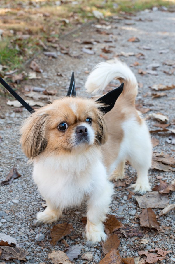 Pet example