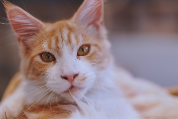 Pet example