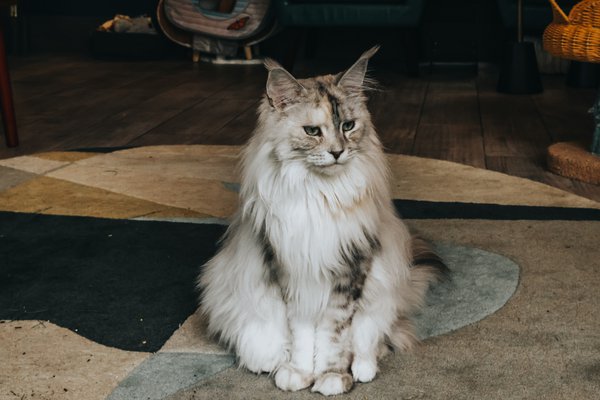 Pet example