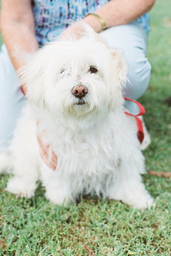 Pet example