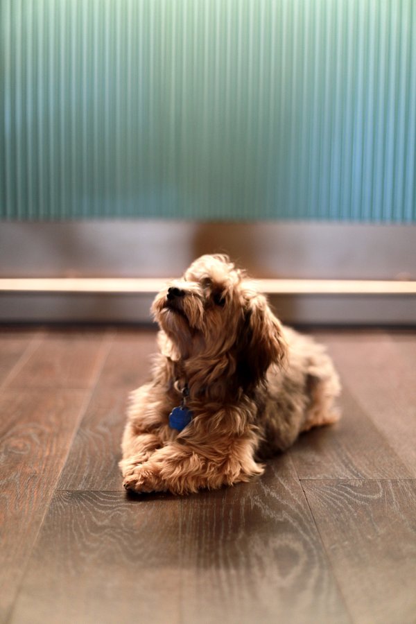 Pet example