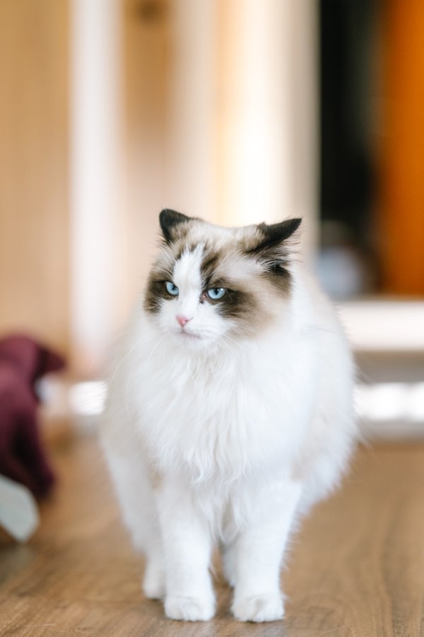 Pet example