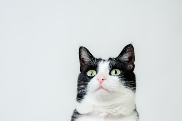 Pet example