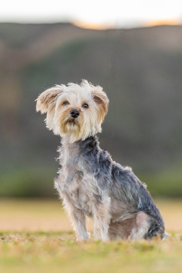 Pet example