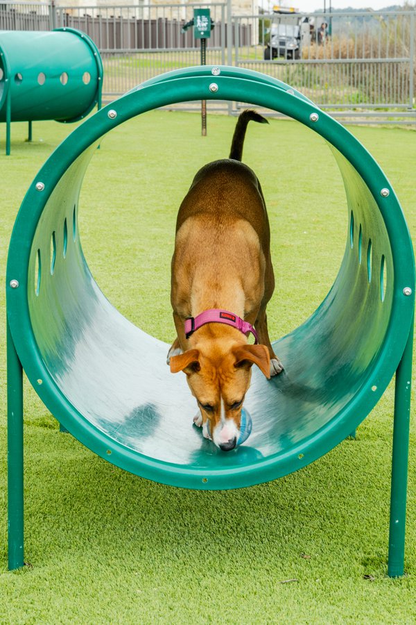 Pet example