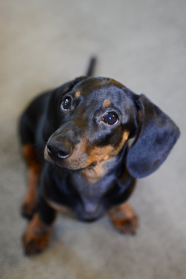 Pet example