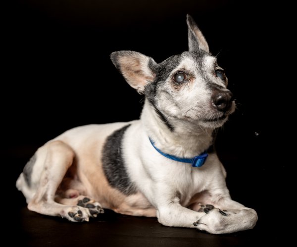 Pet example
