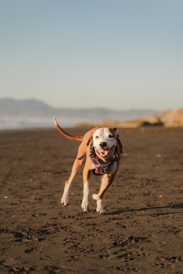 Pet example