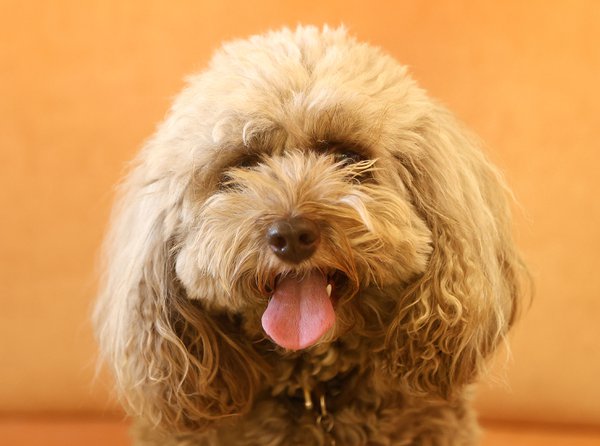 Pet example