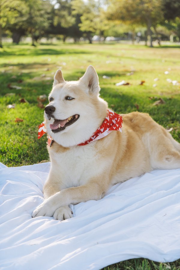 Pet example