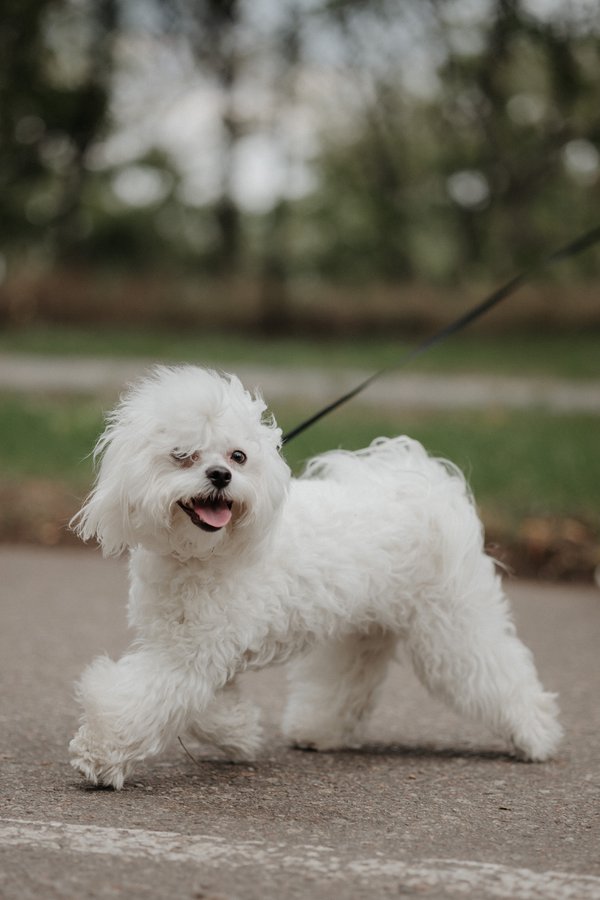 Pet example