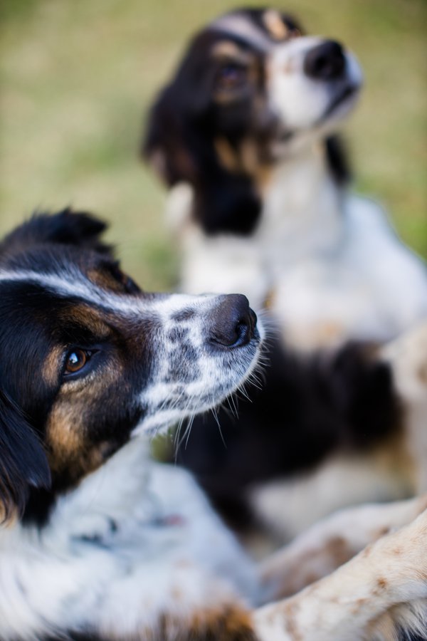 Pet example
